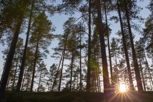 foto consulenze in ambito ambientale